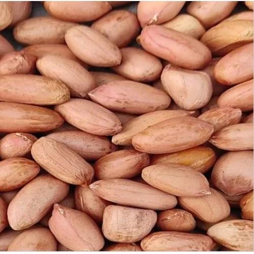 big size groundnuts