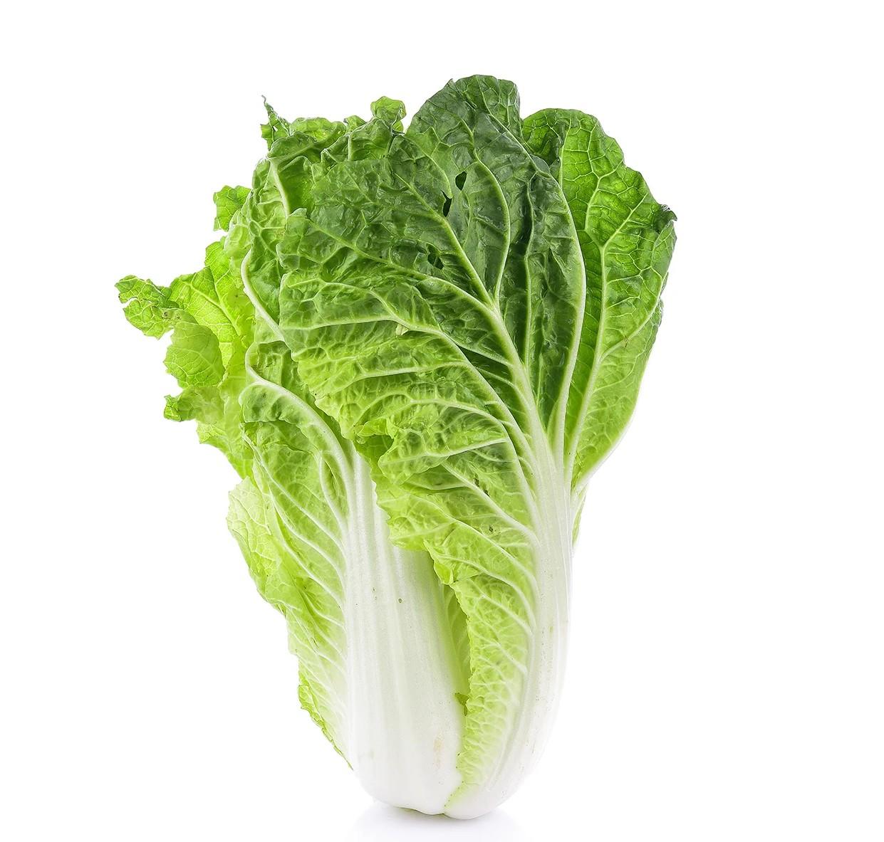 chinese cabbage
