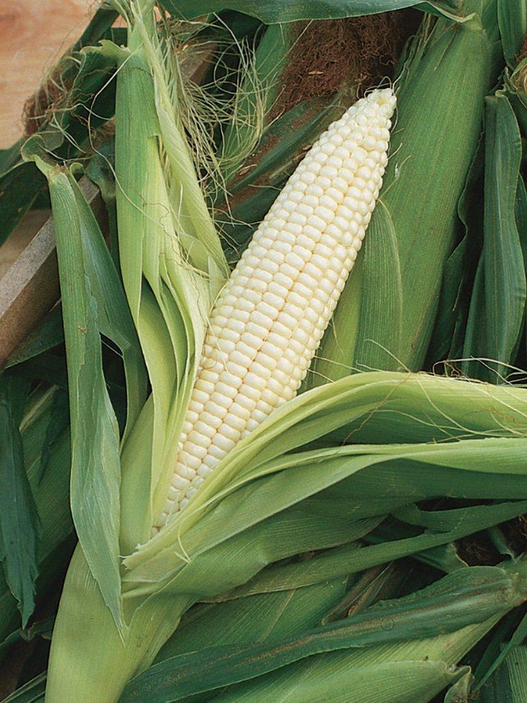 soft maize