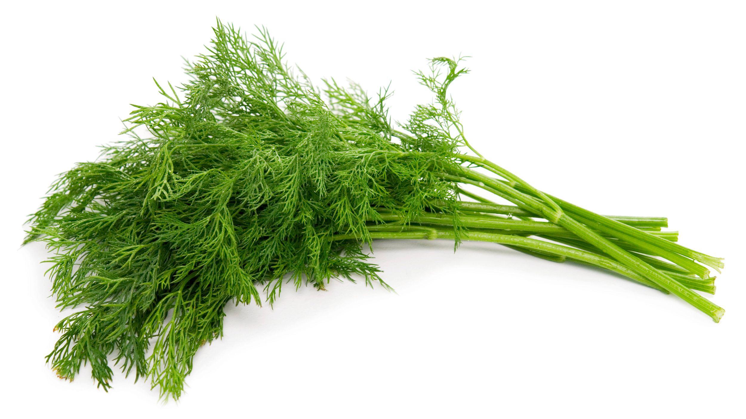 dill