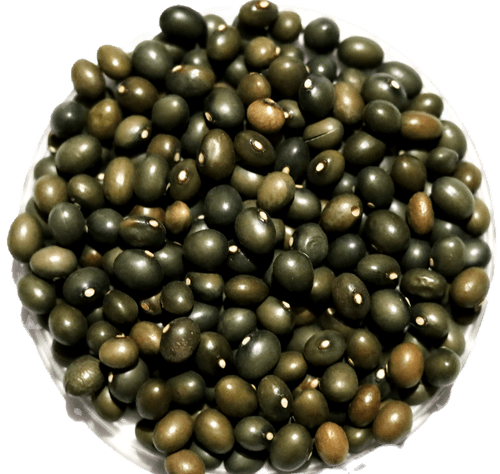 green army beans