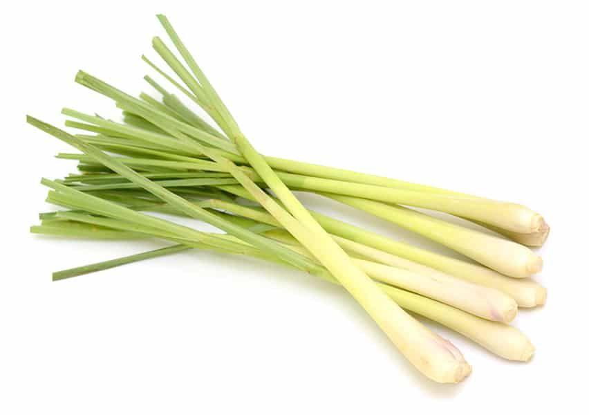 lemon grass