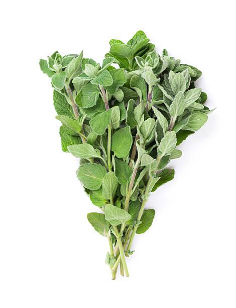 oregano