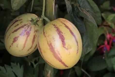 pepino