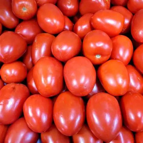 ripe tomatoes