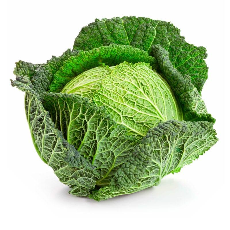 savoy cabbage