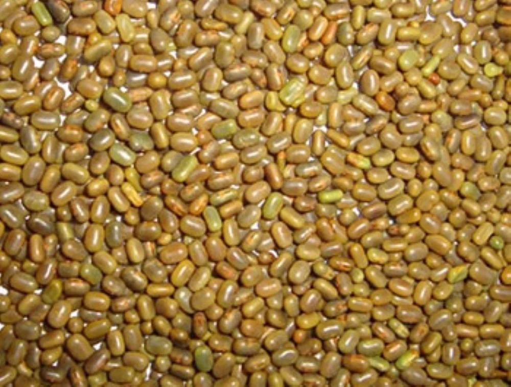 special ndengu