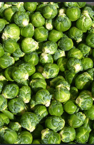 brussel sprout